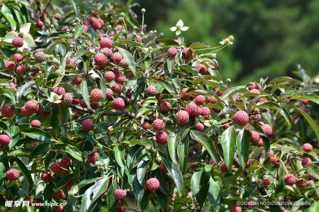 四照花 山荔枝 野荔枝 鸡嗉子