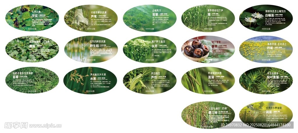 绿色植物科普展板