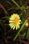 野花