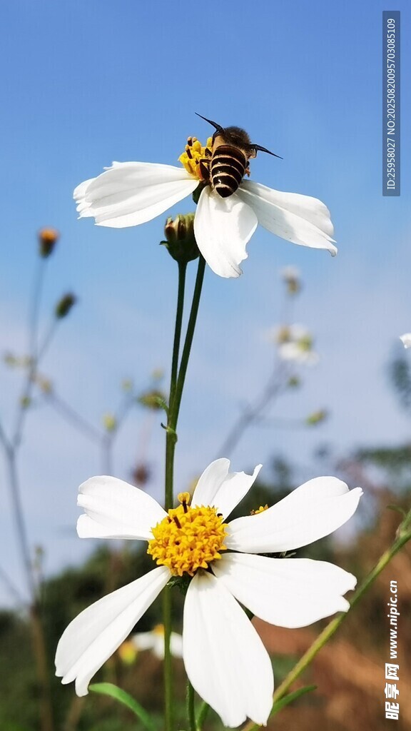 蜜蜂和野花