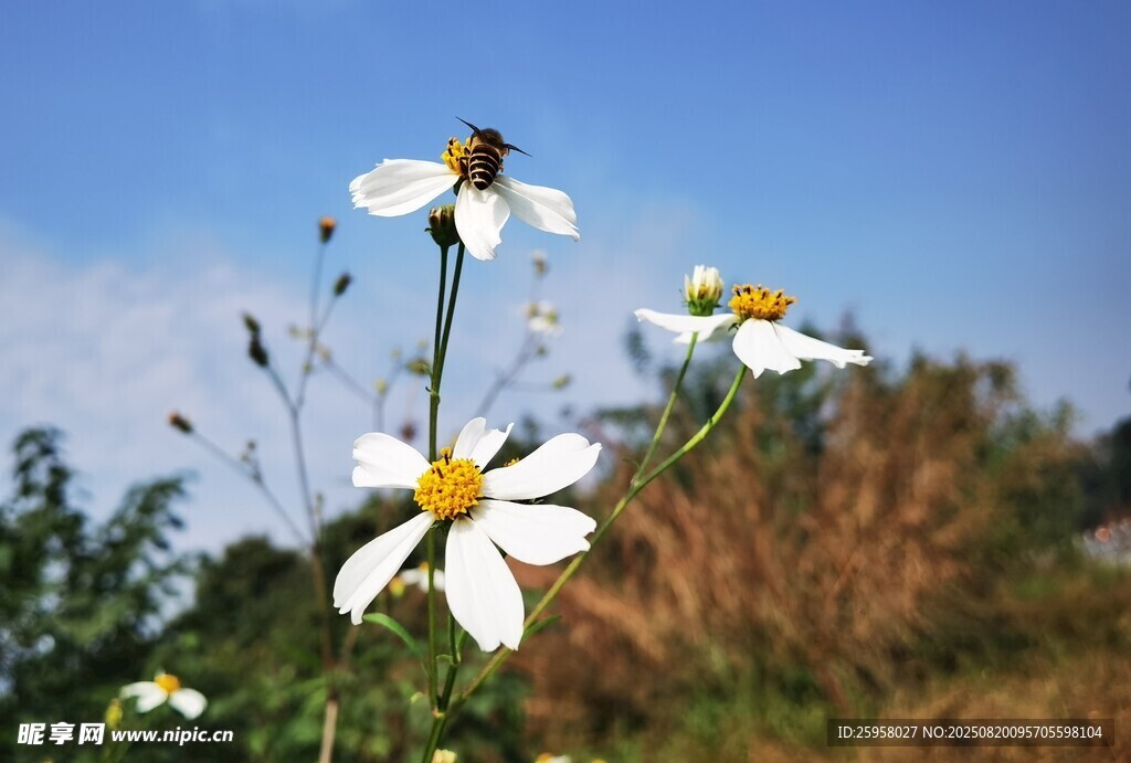蜜蜂和野花