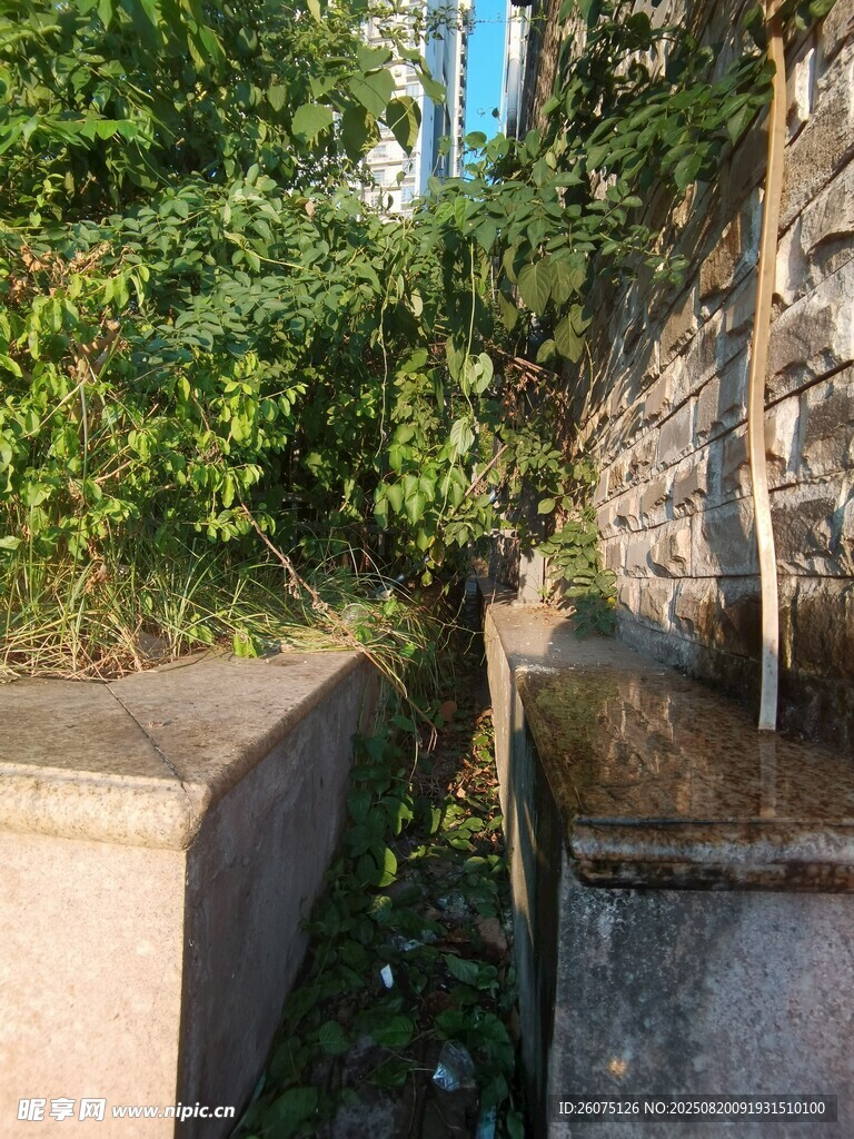 废弃角落的绿植生长景象