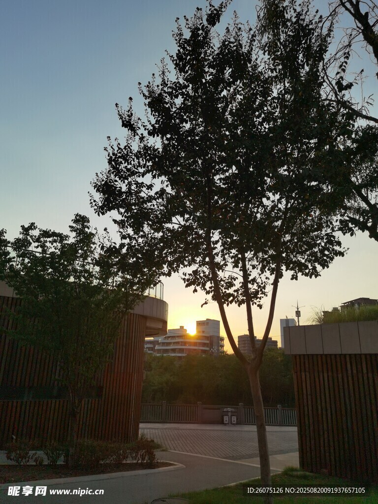 夕阳下的树木与道路