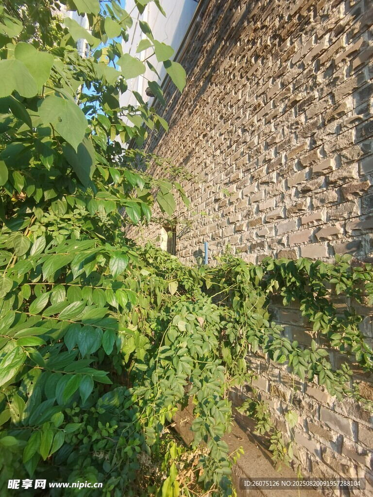 爬满绿植的古朴砖墙