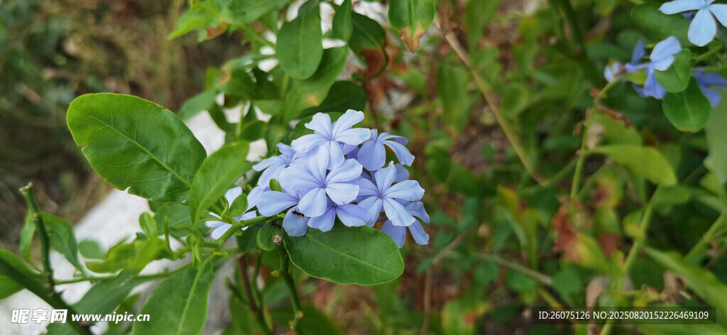 蓝绣球花绽放于绿叶间