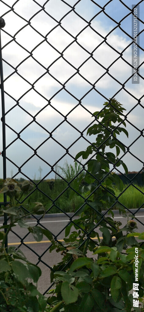 繁茂绿植爬上防护网