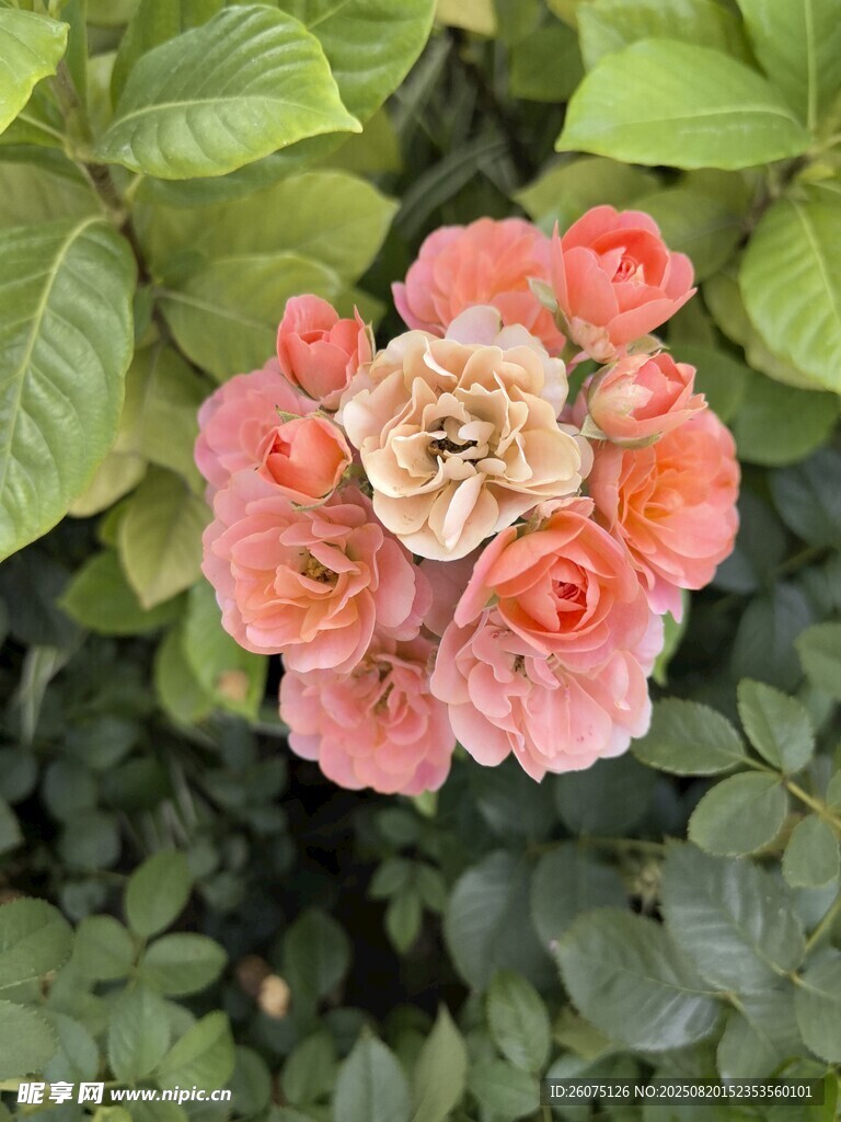 娇艳粉色月季花绽放