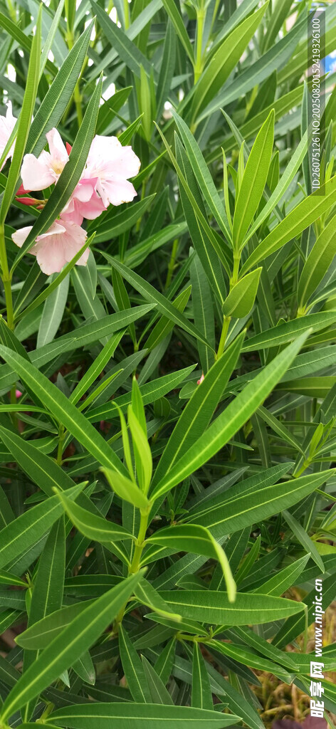 绿叶丛中的粉嫩夹竹桃花朵