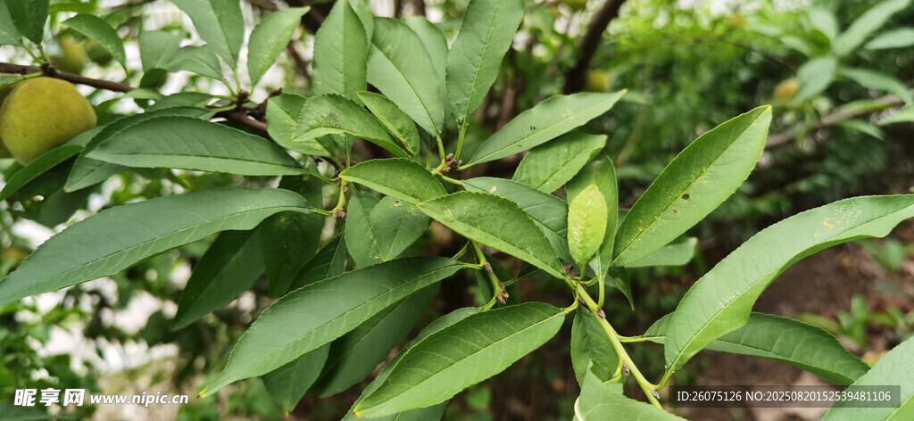 户外繁茂生长的桃树枝
