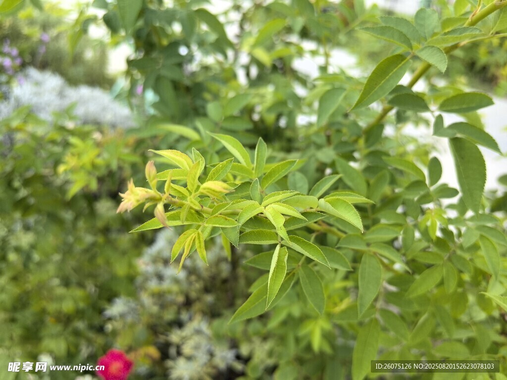 翠绿植物生机盎然