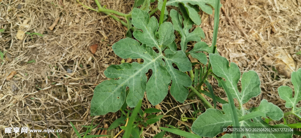 田间生长的绿色西瓜苗植物