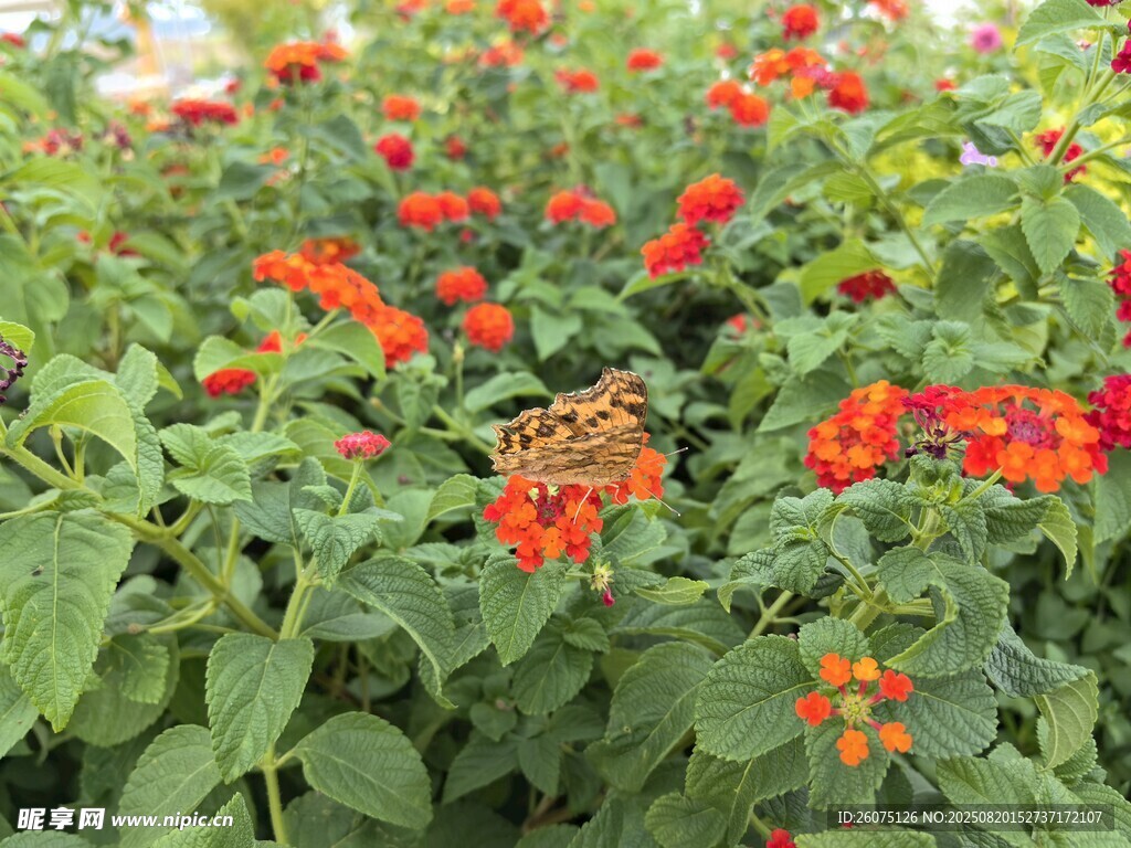 鲜艳红火的花丛与蝴蝶