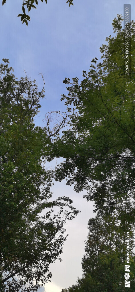仰望蓝天绿树间的自然景致