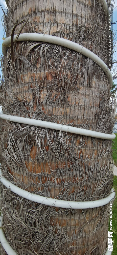 棕榈树树干缠绕的白色灯带