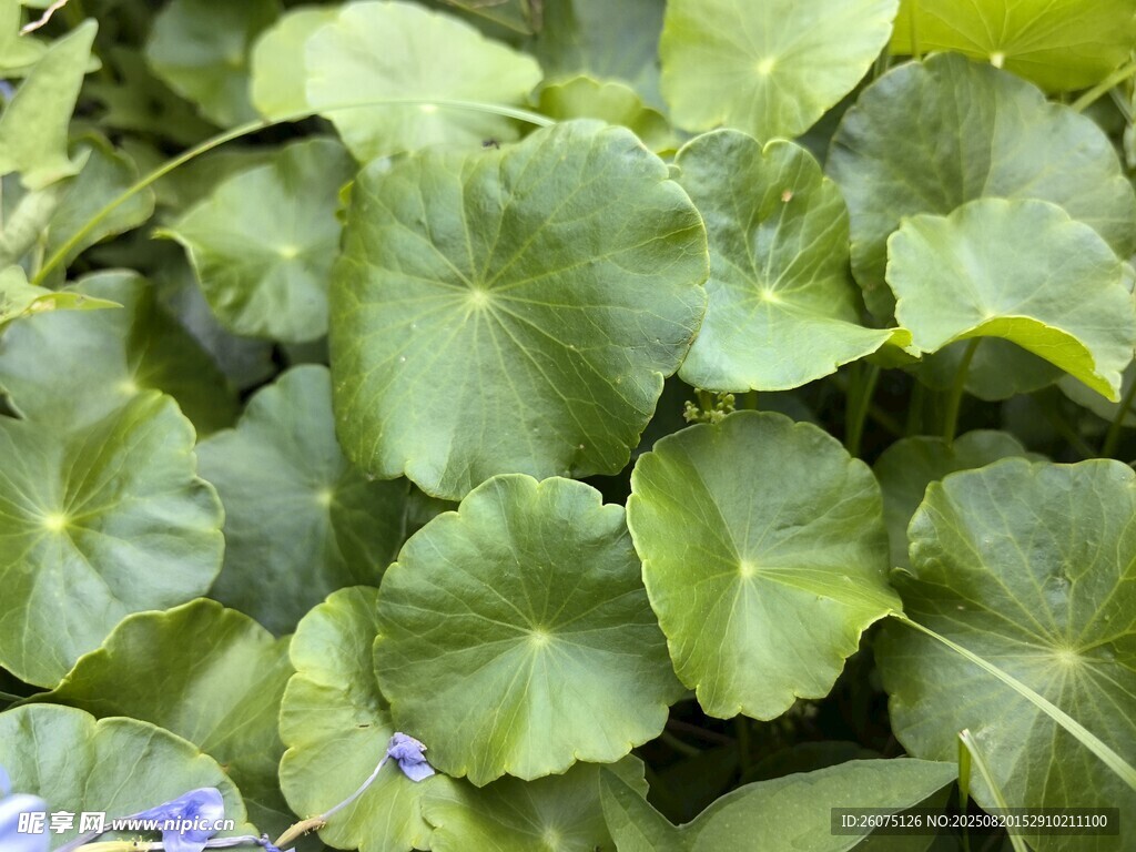 翠绿荷叶植物特写