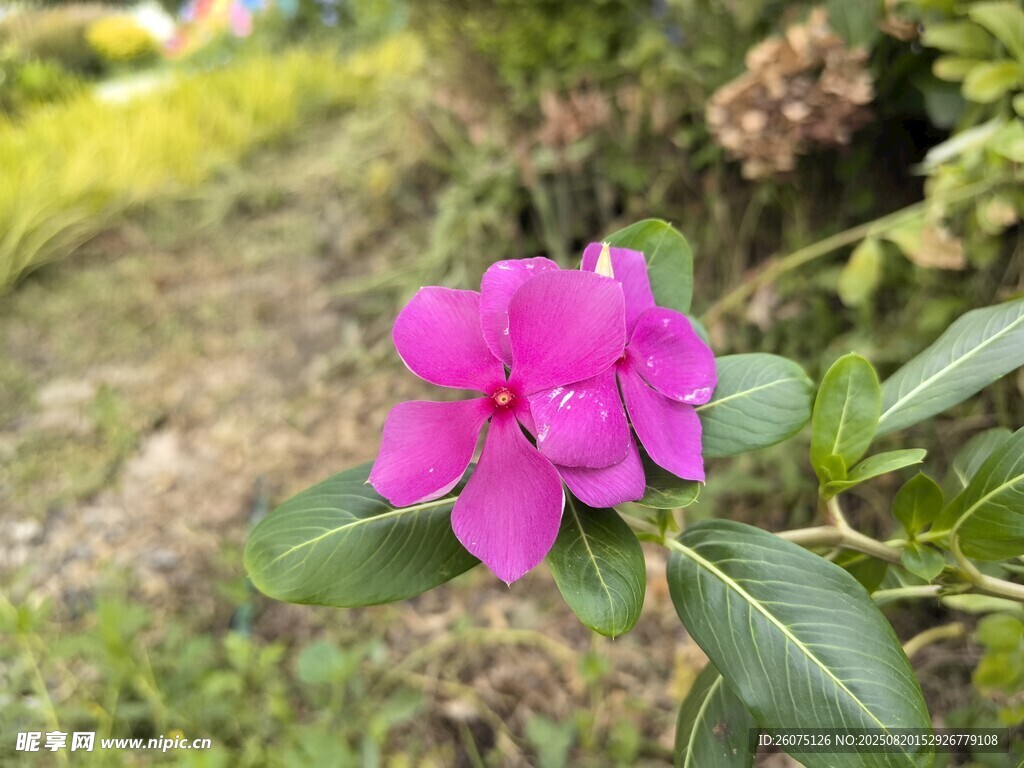 娇艳粉色花朵绽放绿叶间