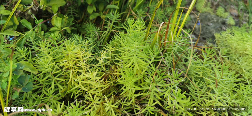 翠绿繁茂的野生植物景观
