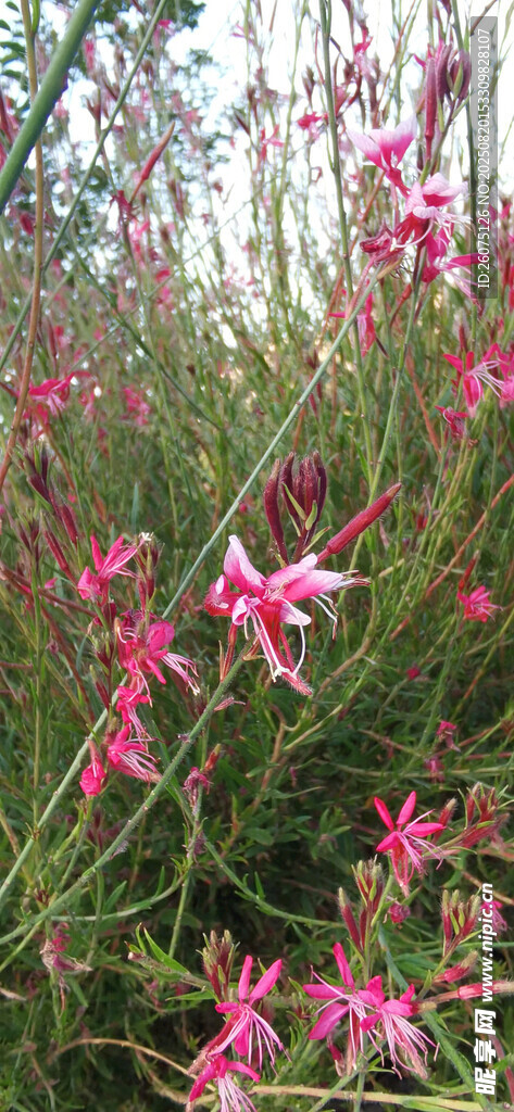 粉色烂漫花枝绽放