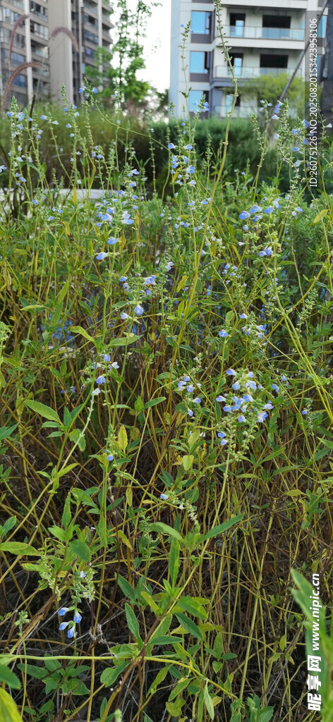 城市中的野生绿植景观
