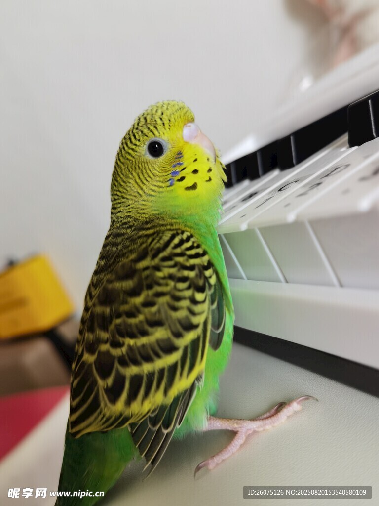 绿鹦鹉立于窗台
