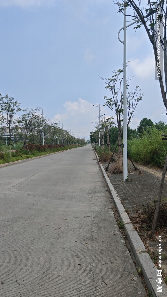 乡村水泥道路与路旁树木