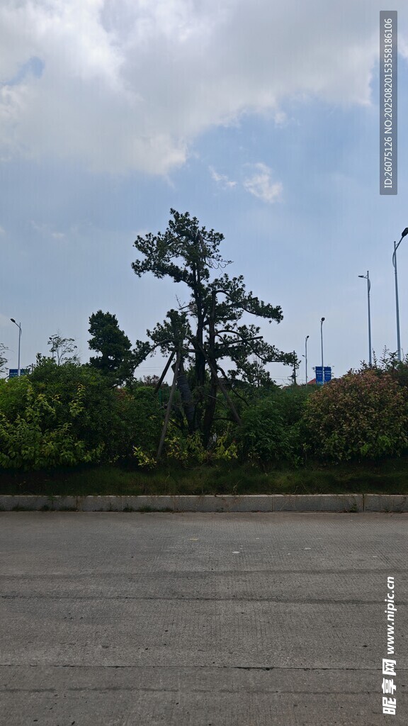 空旷场地旁的葱郁树木