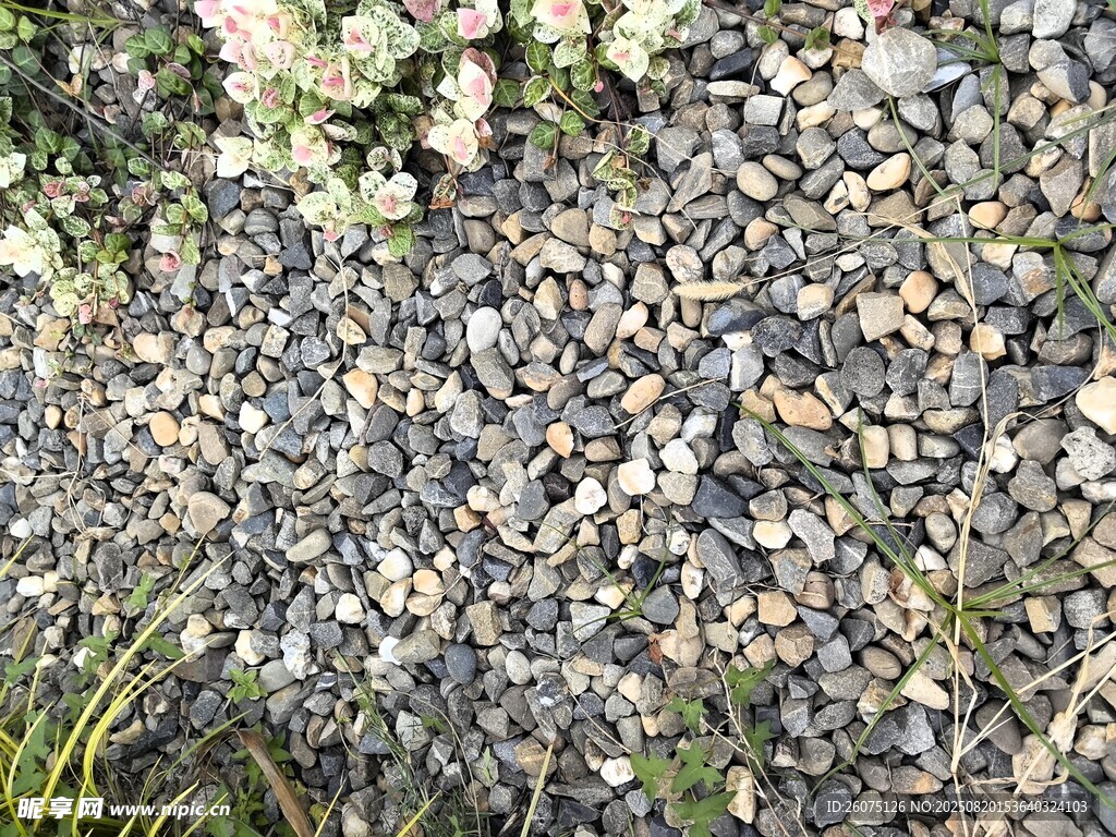 碎石地面与零星花草