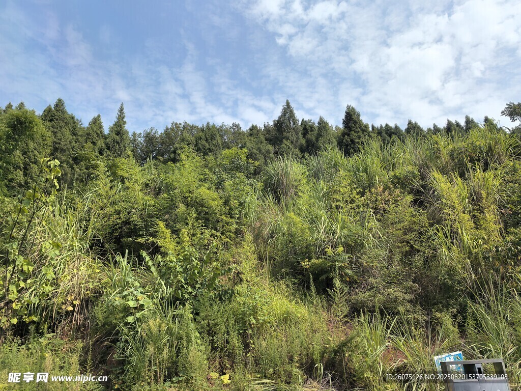山林绿意盎然风景如画