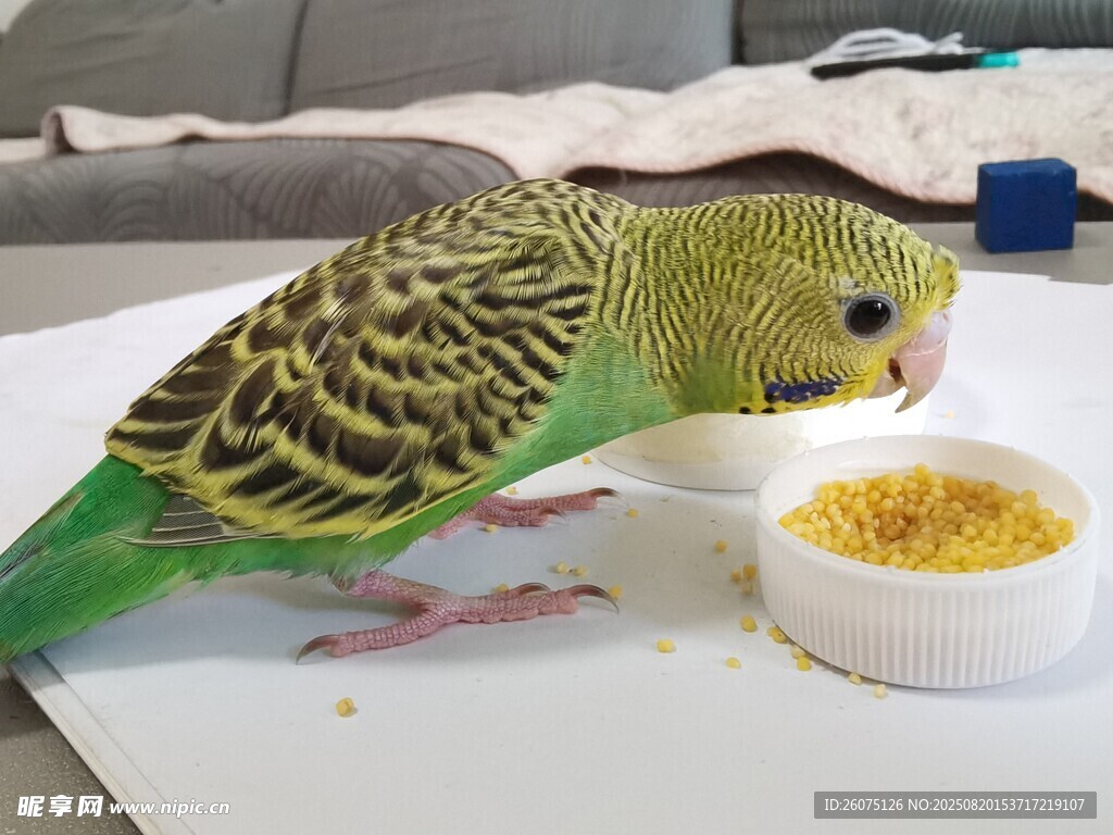 虎皮鹦鹉进食可爱瞬间