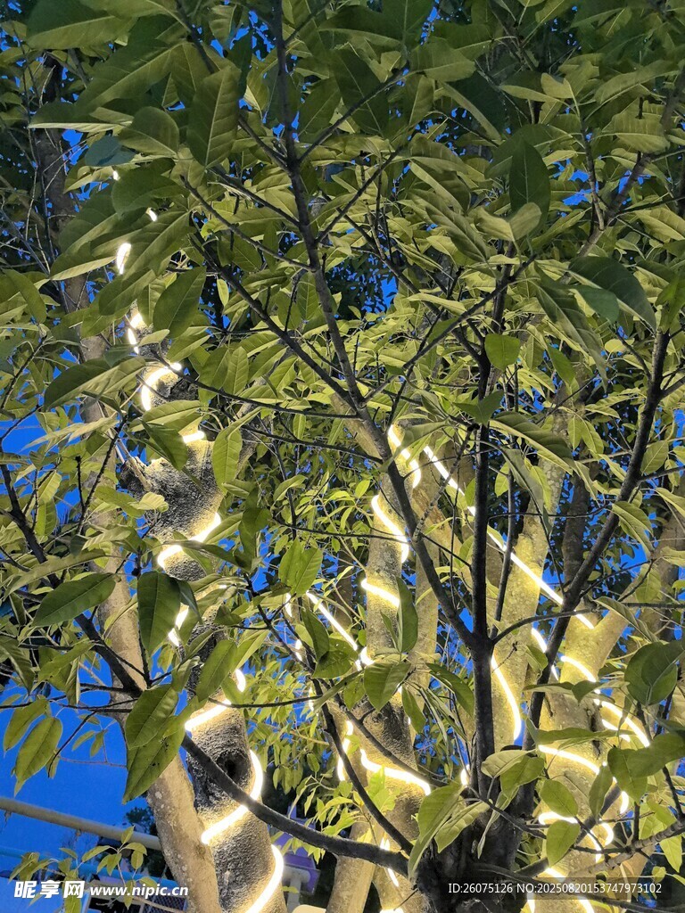翠绿树木与发光装饰灯带