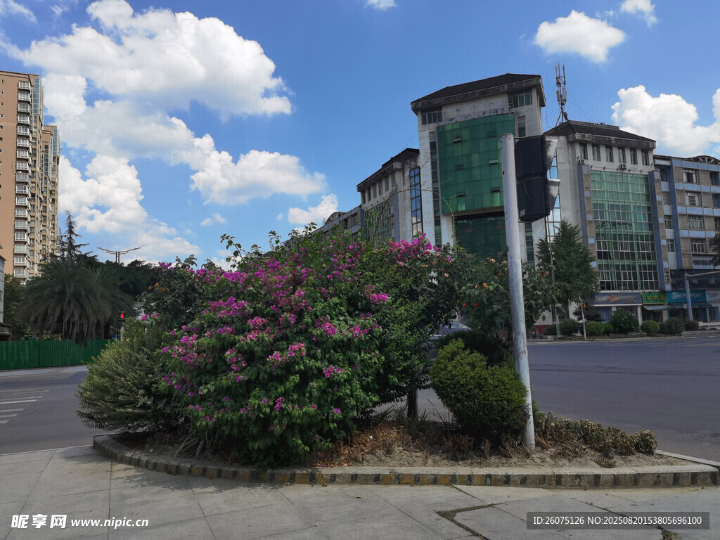 城市街角绿植与指示牌景观