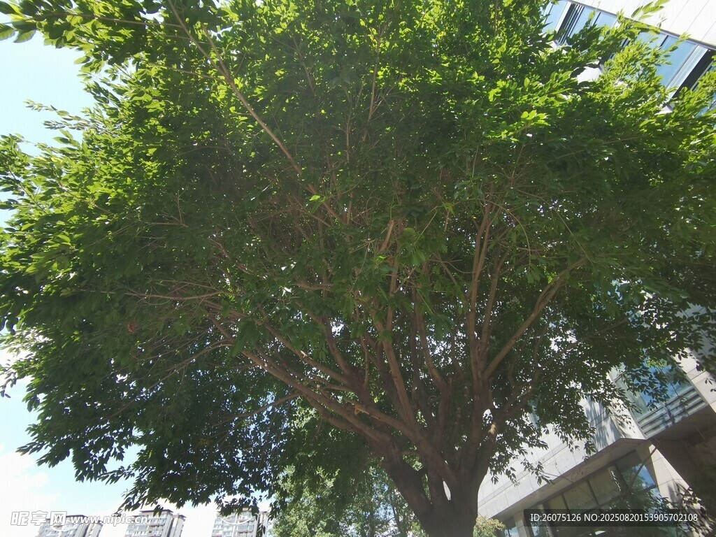 仰拍茂盛树冠映衬建筑物