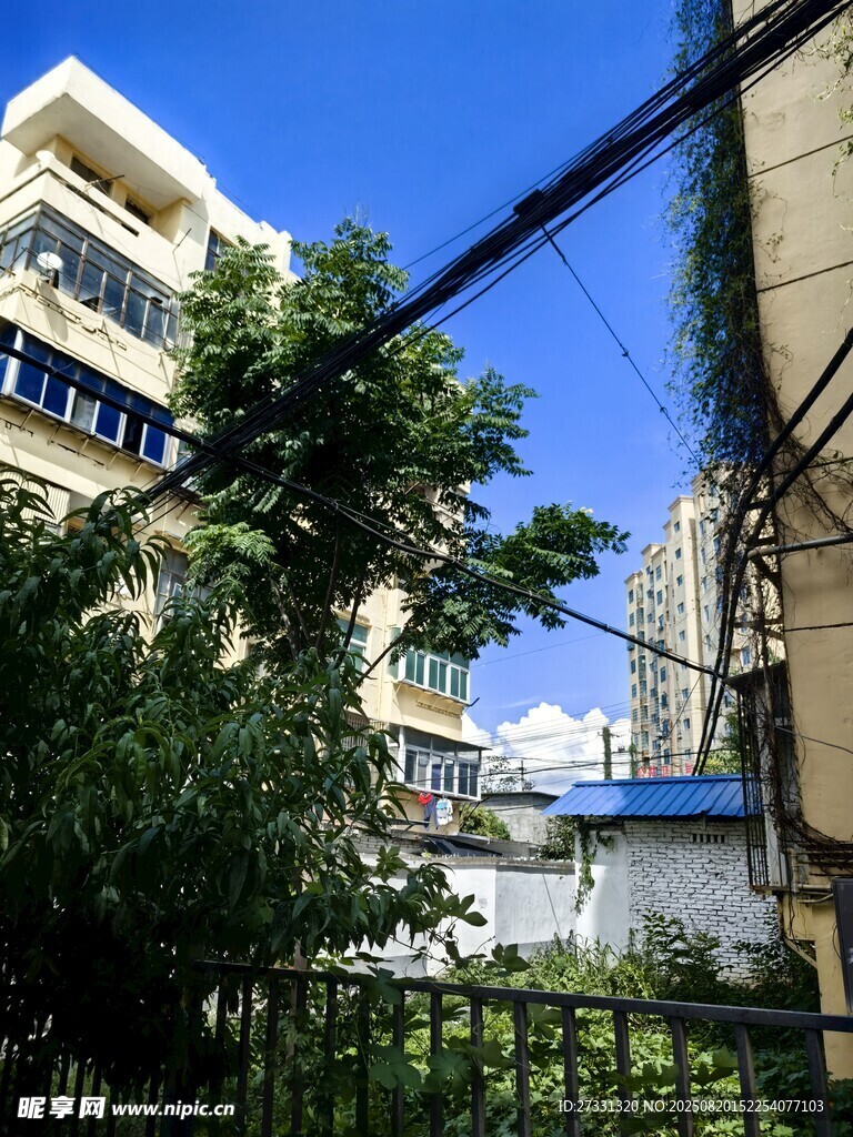 城市绿植与建筑景观
