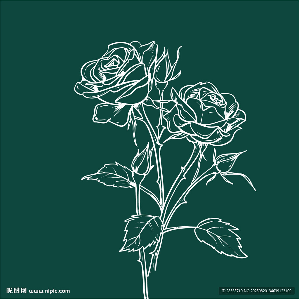 矢量玫瑰花线稿