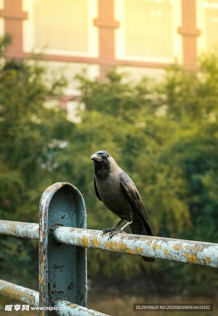 栏杆上的两只鸟