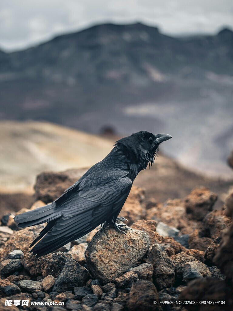 岩石上的黑鸟