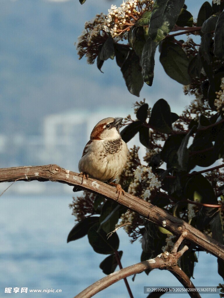 枝头栖息的小鸟