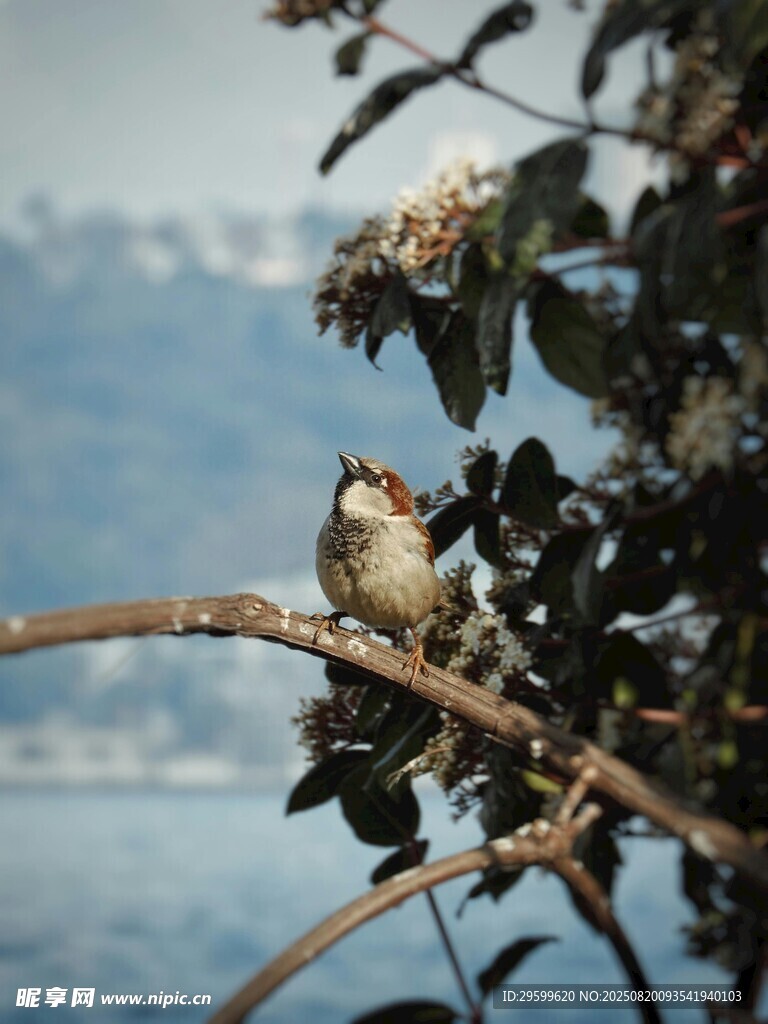 枝头小鸟 