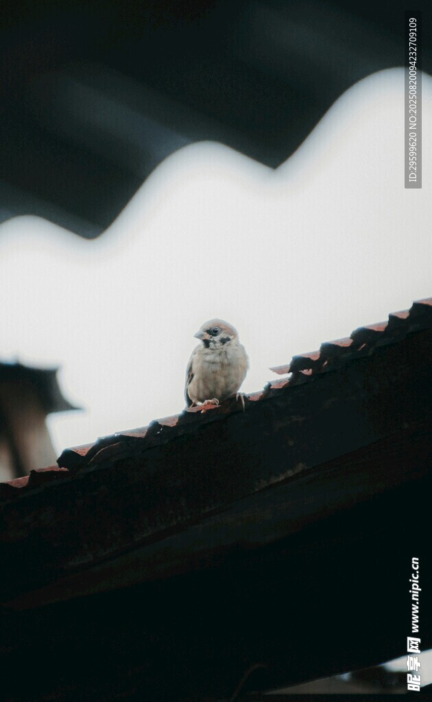 屋顶上的猫头鹰