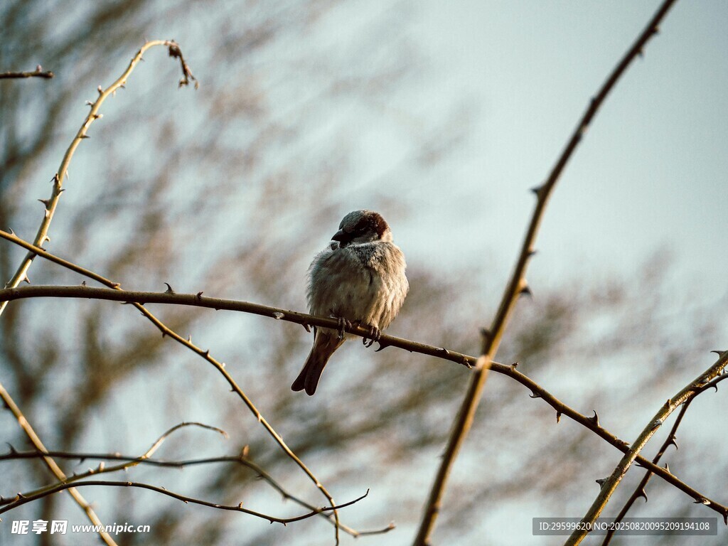 枝头小鸟