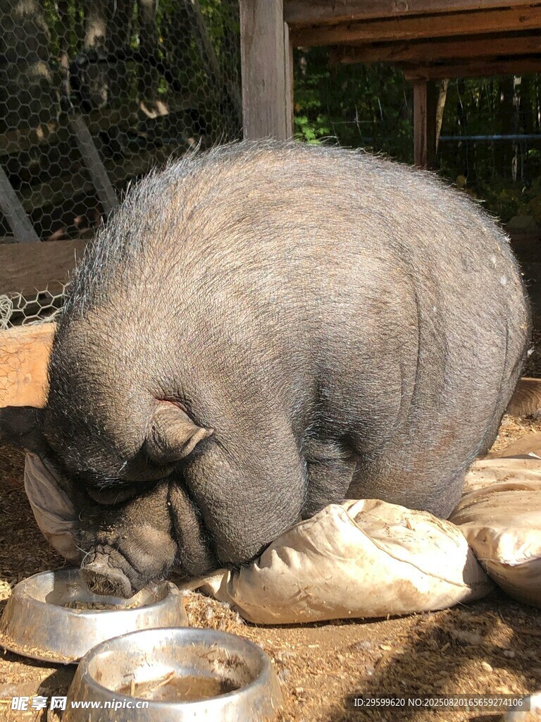 肥硕小猪进食