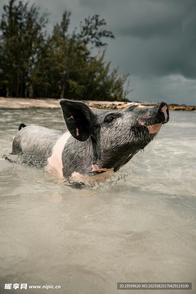 海滩上惬意游泳的小猪