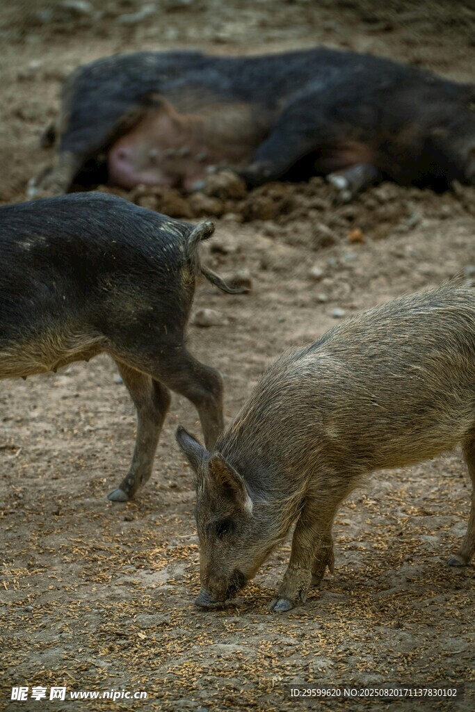 野外觅食的几只野猪