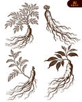 手绘人参植物插画