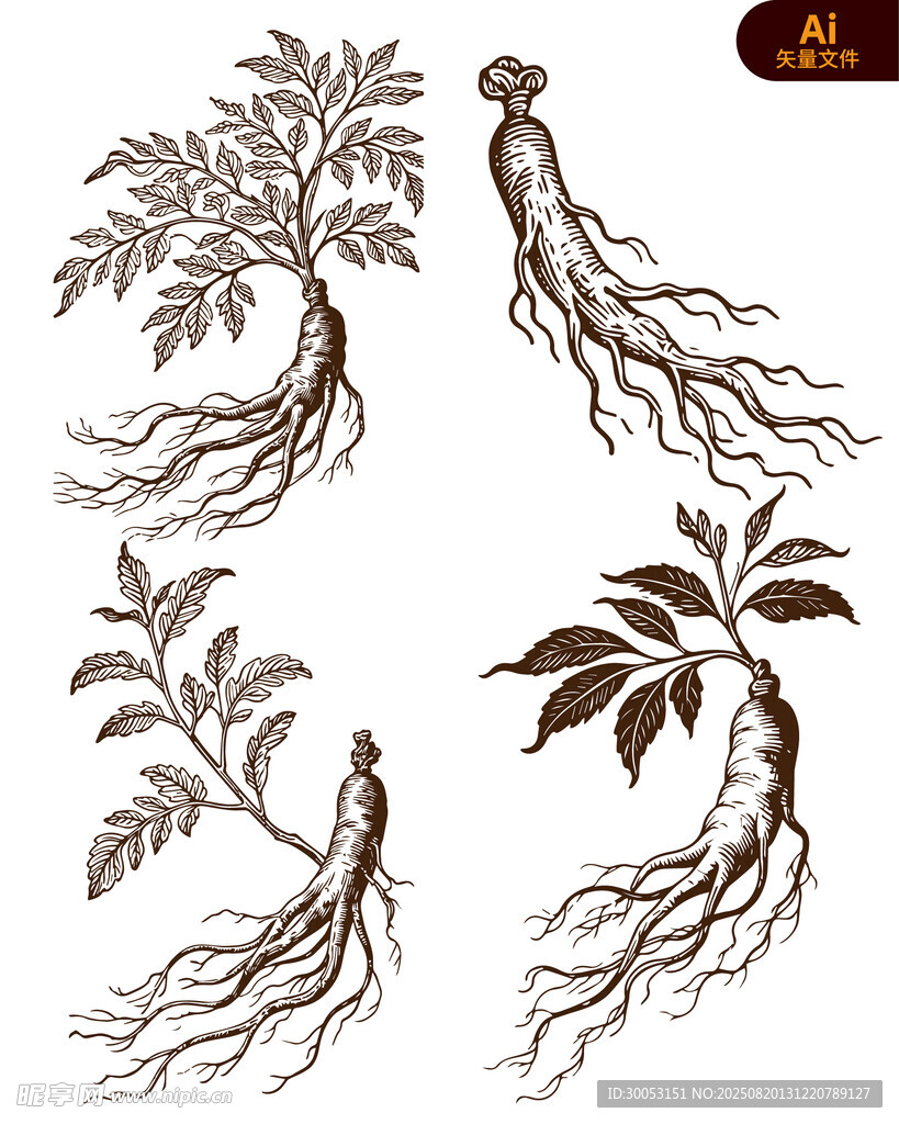 手绘人参植物插画