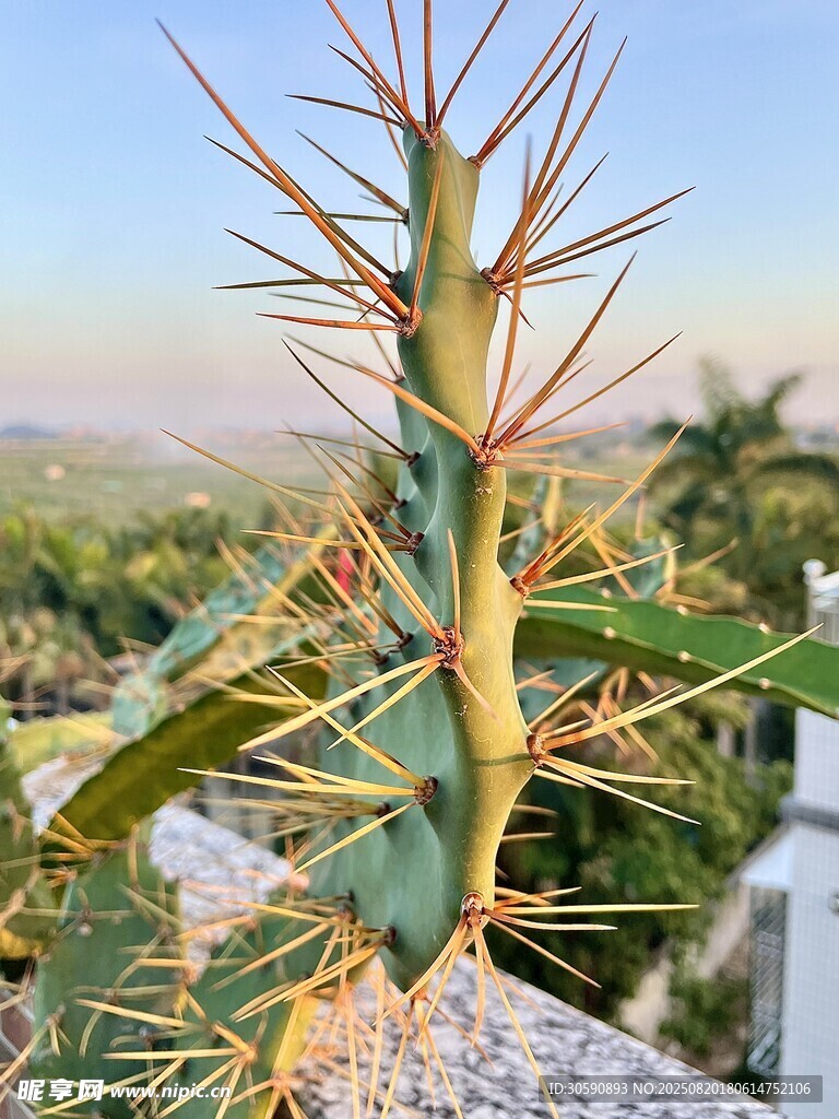 带刺的奇特仙人掌植物