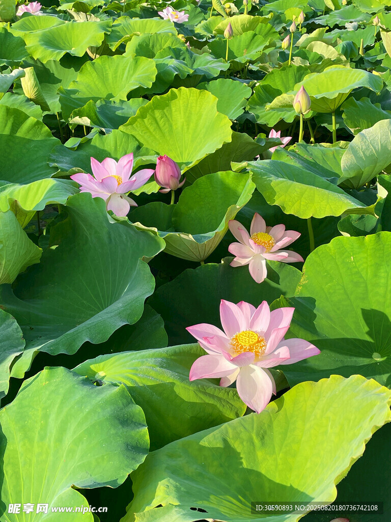 夏日荷塘中的娇艳荷花