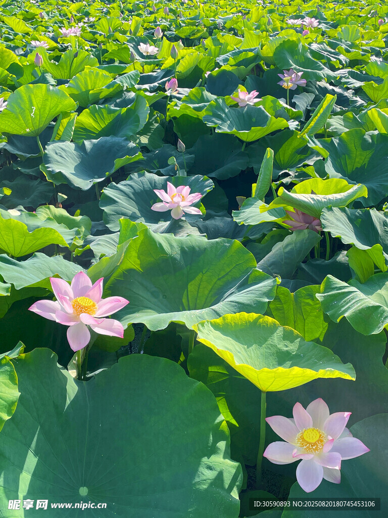 夏日荷塘中的粉嫩荷花