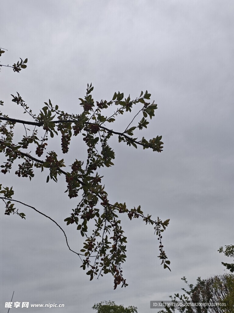 枝头绿叶映灰蒙天空