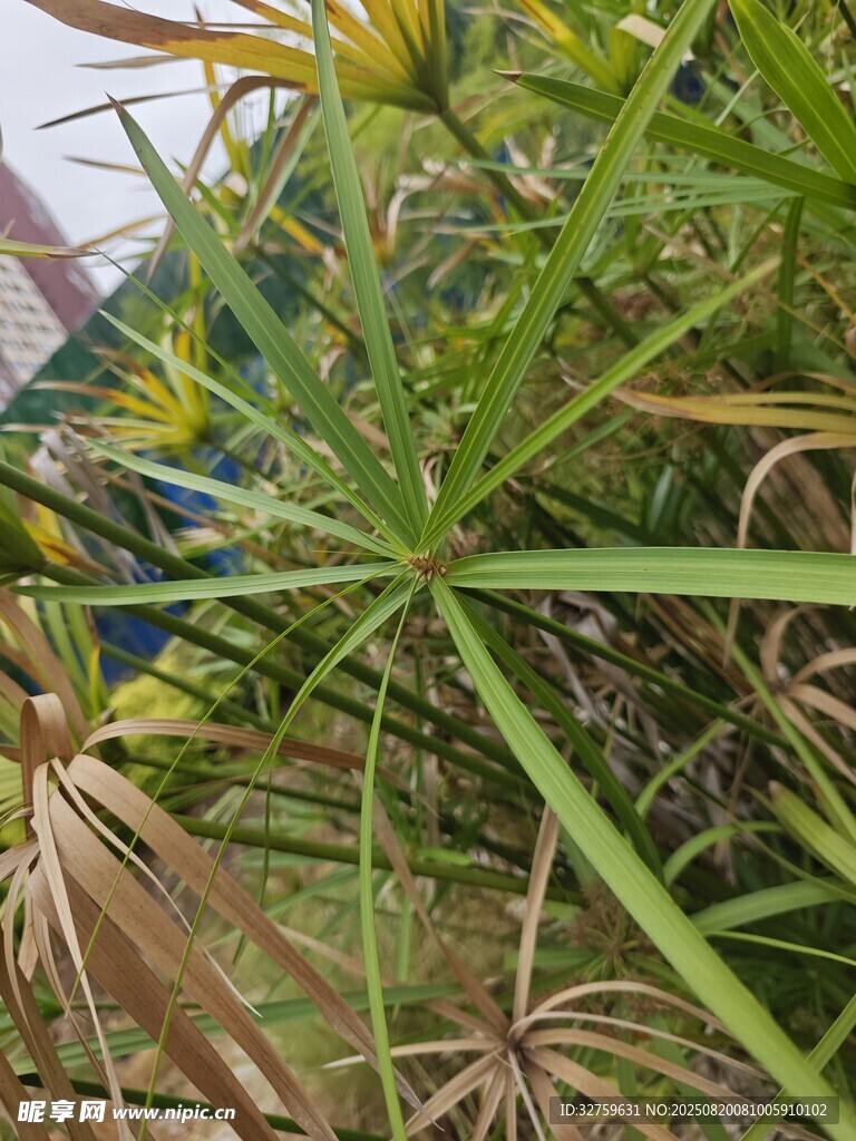 翠绿繁茂的剑麻植物